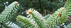 Care of tree Abies pinsapo or Spanish fir..