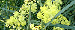 Care of the plant Acacia iteaphylla or Flinders Range wattle.
