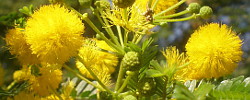 Cuidados de la planta Acacia karroo o Mimosa naranja.