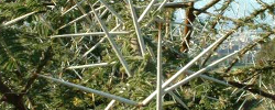 Cuidados del árbol Acacia tortilis o Mimosa tortilis.