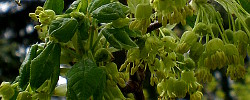 Care of the plant Acer negundo or Boxelder maple.