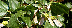 Cuidados del árbol Acer obtusifolium o Arce de Siria.