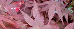Care of the plant Acer palmatum or Japanese maples.