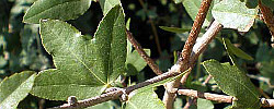 Cuidados del árbol Acer sempervirens o Arce de Creta.