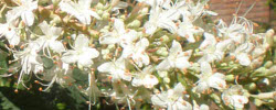 Cuidados de la planta Aesculus californica o Falso castaño de California.