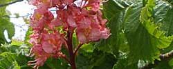 Cuidados de la planta Aesculus x carnea o Castaño de Indias rojo.