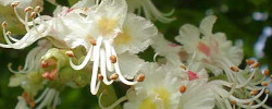 Cuidados de la planta Aesculus hippocastanum o Falso castaño.
