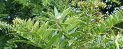 Care of the plant Araucaria bidwillii or Bunya pine.