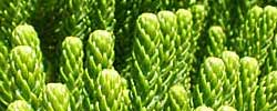Care of the plant Araucaria heterophylla or Norfolk Island pine.