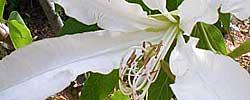 Care of the plant Bauhinia forficata or Brazilian orchid tree.