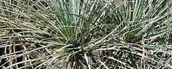 Cuidados de la planta Beaucarnea gracilis o Sotolín.