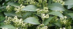 Care of the plant Bursaria spinosa or Sweet Bursaria.