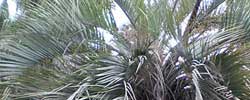 Care of the tree palm Butia capitata or Jelly palm.