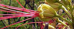 Care of the plant Caesalpinia gilliesii or Bird of paradise bush.
