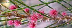 Care of the plant Casuarina equisetifolia or Australian pine tree.