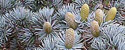 Care of the plant Cedrus atlantica or Atlas cedar.
