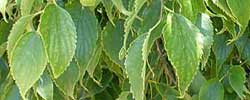 Care of the plant Celtis australis or Mediterranean hackberry.
