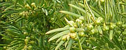 Care of the plant Cephalotaxus fortunei or Chinese plum-yew.