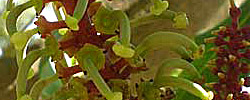 Care of the plant Ceratonia siliqua or Carob.