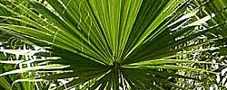Care of the plant Chamaerops humilis or European fan palm.