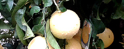 Care of the plant Citrus x paradisi or Grapefruit.