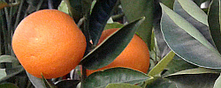 Care of the plant Citrus x sinensis or Sweet Orange.