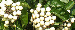 Cuidados de la planta Clerodendrum glabrum o Tinderwood.