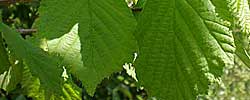 Care of the plant Corylus avellana or Common hazel.