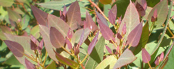 Care of the plant Corymbia eximia or Yellow bloodwood.