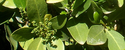 Care of the tree Corynocarpus laevigatus or New Zealand laurel.