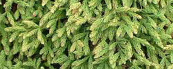 Care of the plant Cryptomeria japonica or Japanese cedar.