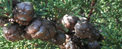 Cuidados del árbol Cupressus macrocarpa o Ciprés de Monterrey.