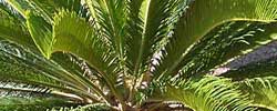 Care of the plant Cycas revoluta or Sago palm.