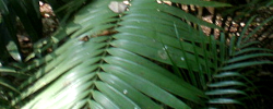 Care of the cycad Dioon merolae or Spiny palm.