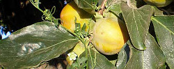 Care of the plant Diospyros kaki or Japanese Persimmon.