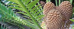 Care of the plant Encephalartos altensteinii or Eastern Cape giant cycad.