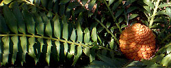Care of the plant Encephalartos ferox or Zululand Cycad.