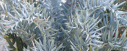 Care of the plant Encephalartos horridus or African Blue Cycad.