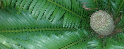 Care of the plant Encephalartos lebomboensis or Lebombo cycad.
