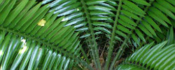 Care of the plant Encephalartos senticosus or Jozini cycad.