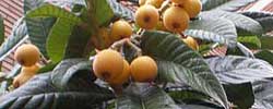 Care of the tree Eriobotrya japonica or Loquat.