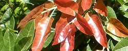 Care of the plant Ficus ingens or Red-leaved fig.