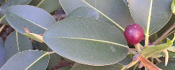Cuidados de la planta Ficus rubiginosa o Higuera herrumbrosa.
