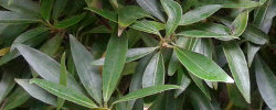 Cuidados de la planta Ficus salicaria o Ficus neriifolia.