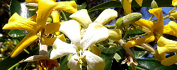 Care of the tree Hymenosporum flavum or Native frangipani.