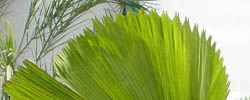 Care of the plant Licuala grandis or Ruffled fan palm.