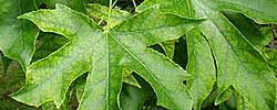 Care of the plant Liquidambar styraciflua or American sweetgum.
