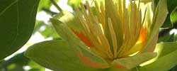 Care of the plant Liriodendron tulipifera or Tulip tree.