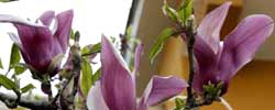 Care of the plant Magnolia liliiflora or Lily magnolia.