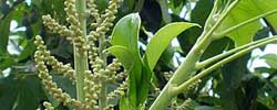 Care of the plant Oreopanax nymphaefolius or Aralia nymphaeifolia.